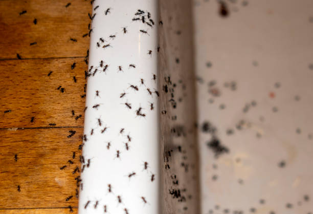 Best Insect Control  in Eureka, IL