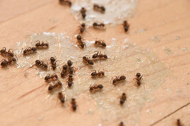 Best Local Pest Control Services  in Eureka, IL
